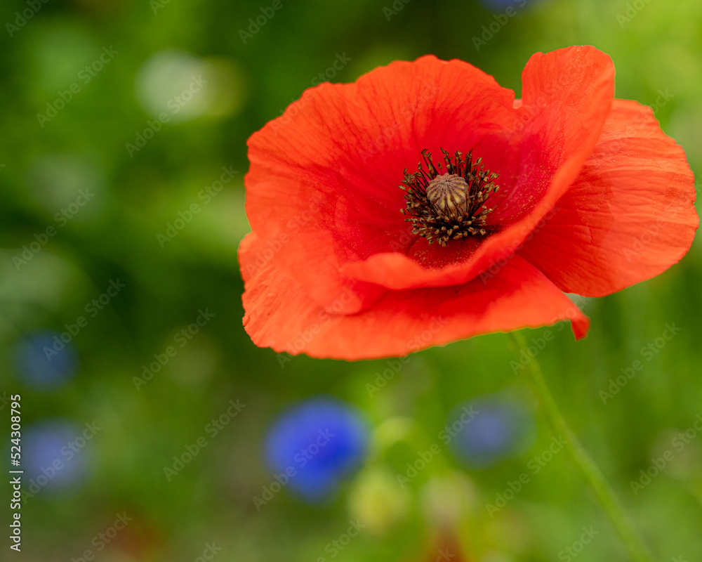 red poppy in the garden