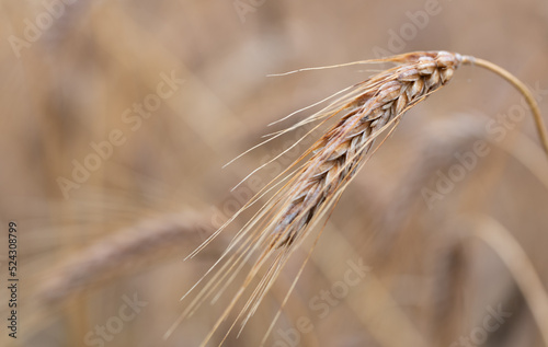 Grain ears just before harvest. Ripe rye in the field ready for the harvest.
