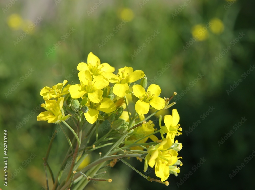 small posy of wild yellow flowers small posy of wild yellow flowers