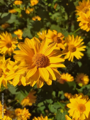 Fototapeta Naklejka Na Ścianę i Meble -  Yellow flowers 