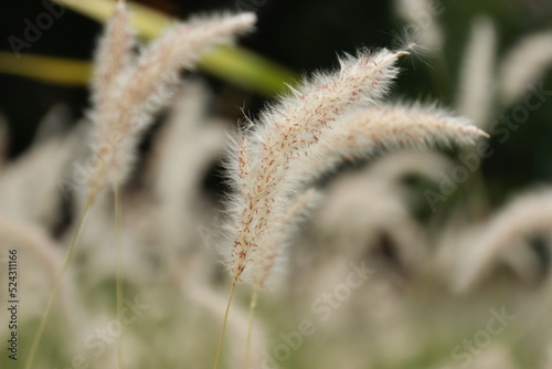 close up grass flower background