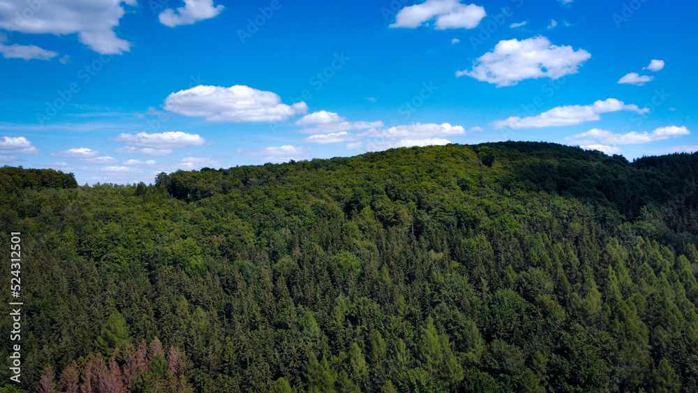 Naklejka premium forest and sky