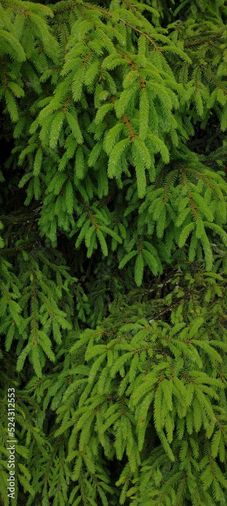 Close-up image of beautiful fir-tree branches. Green natural background with coniferous tree details. Close-up image of beautiful fir-tree branches. Green natural background with coniferous tree details.