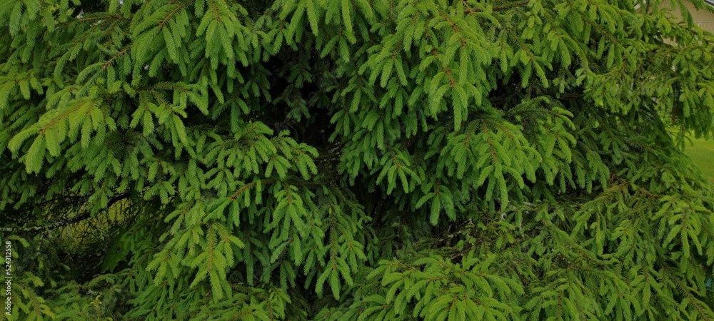 Coniferous texture with fir-tree branches. Green natural background. Coniferous texture with fir-tree branches. Green natural background.
