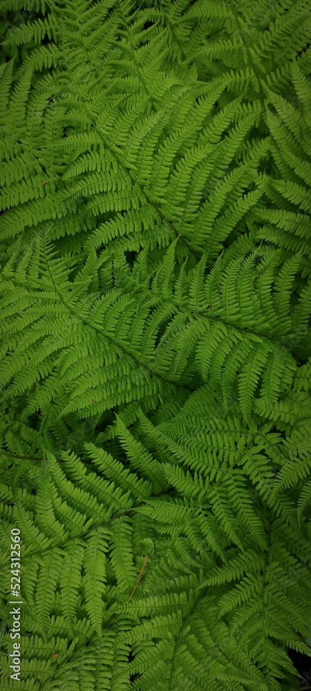 Natural background with fern in forest or park. Textured green leaves image.