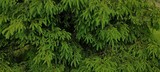 Coniferous texture with fir-tree branches. Green natural background. 