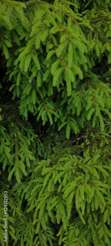 Close-up image of beautiful fir-tree branches. Green natural background with coniferous tree details.