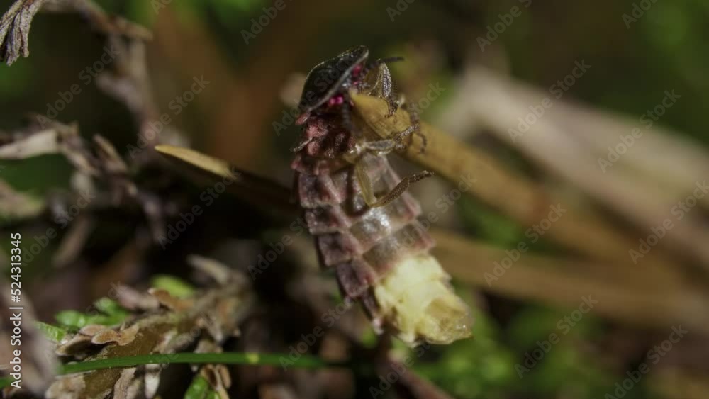 Firefly in green grass forest, summer night time Firefly in green grass forest, summer night time