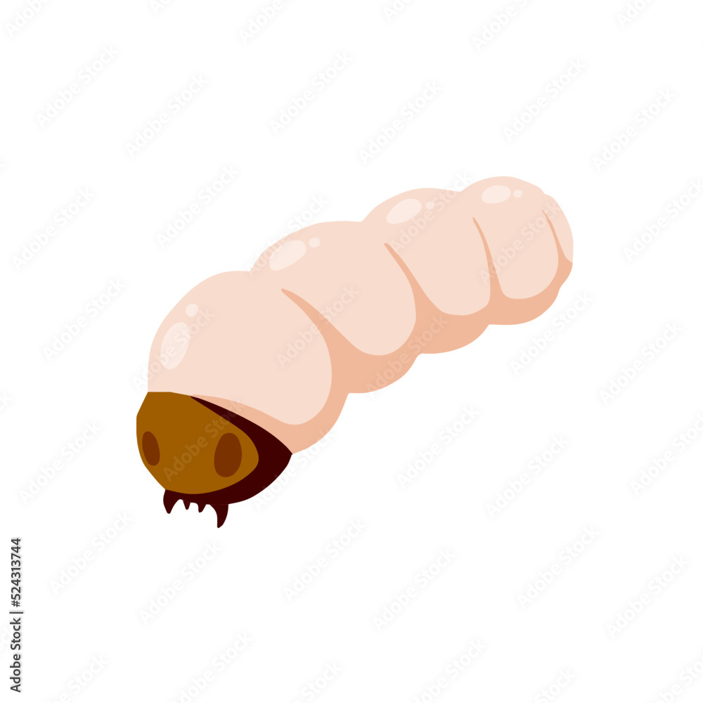 Edible caterpillar. White insect larva. Source of animal protein. Edible caterpillar. White insect larva. Source of animal protein.