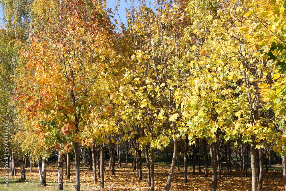 Naklejka premium Autumn in the city. Yellow foliage. Autumn forest. Leaves are falling.