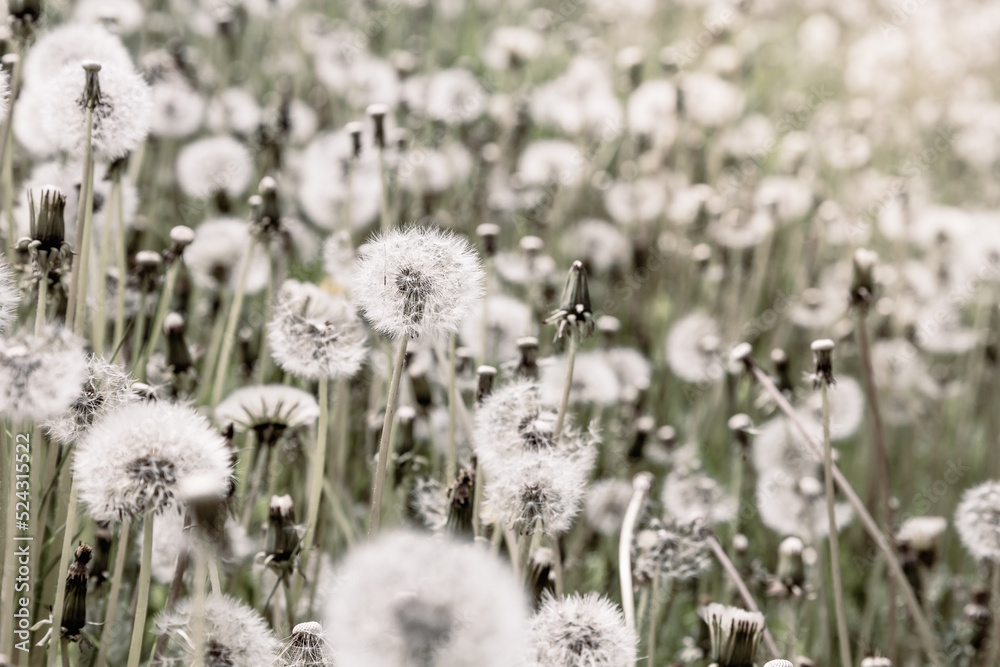 Dandelion (white ball) in the field. Wallpaper or poster. Dandelion (white ball) in the field. Wallpaper or poster.