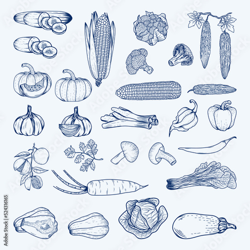 Vegetable sketch set, line art of various kinds of vegetables.