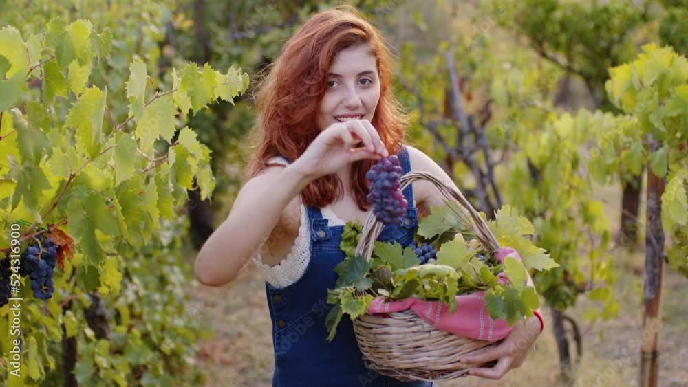 Girl with basket full of bio grapes after harvest in the countryside Girl with basket full of bio grapes after harvest in the countryside