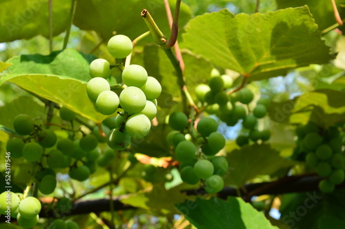 green grapes on the vine