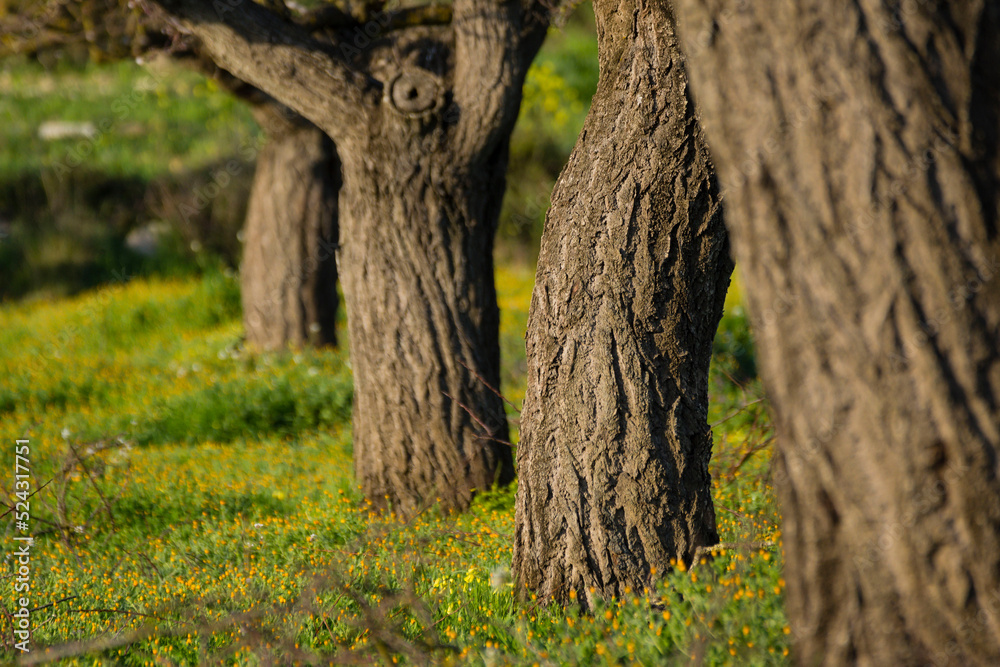 Fototapeta premium albaricoquero, Prunus armeniaca, Porreres, Mallorca, balearic islands, spain, europe