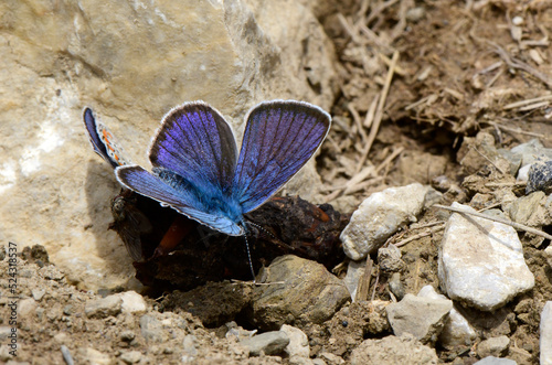 Mazarine blue & Amanda's blue feed on excrements // Rotklee-Bläuling und Vogelwicken-Bläuling an Tier-Exkrementen photo