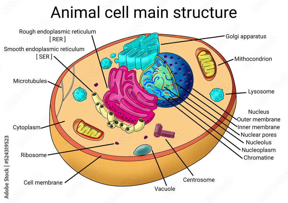 Science Cytology biology animal cell structure diagram school medicine  medical study organelles design Stock Illustration | Adobe Stock