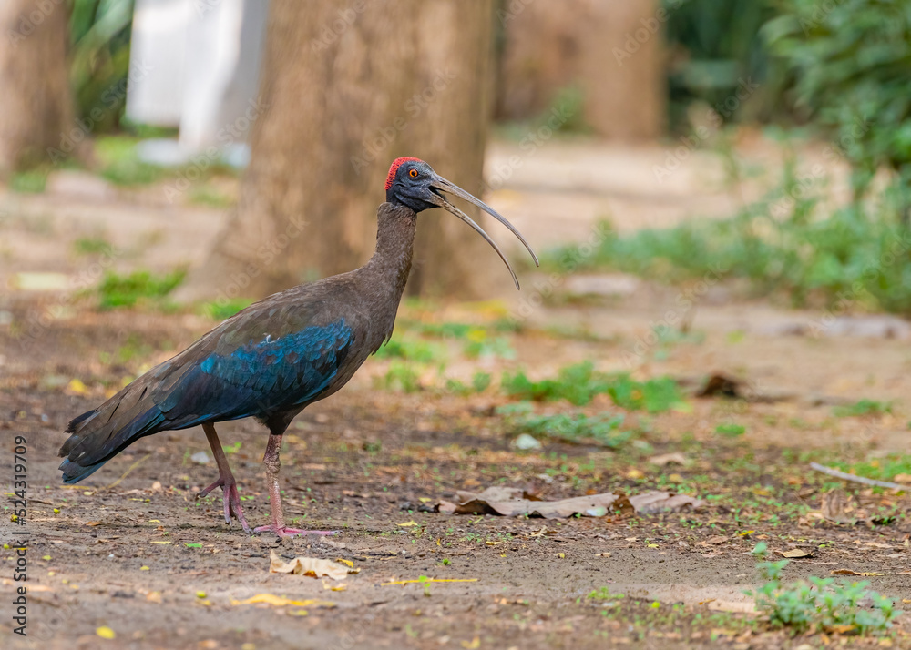 Naklejka premium A Red Naped Ibis calling and walking