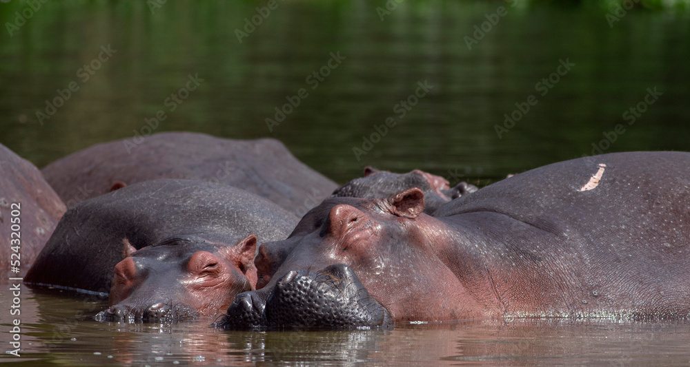 hippopotamus in water; smiling hippo; hippo in the water; hippo head; head of a hippo; hippo close-up; hippo from the Nile; hippopotamus from Nile river, Murchison falls National Park, Uganda hippopotamus in water; smiling hippo; hippo in the water; hippo head; head of a hippo; hippo close-up; hippo from the Nile; hippopotamus from Nile river, Murchison falls National Park, Uganda