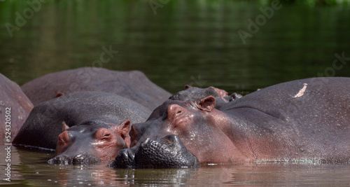hippopotamus in water; smiling hippo; hippo in the water; hippo head; head of a hippo; hippo close-up; hippo from the Nile; hippopotamus from Nile river, Murchison falls National Park, Uganda