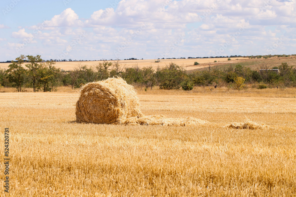 Fototapeta premium Haystack in field on summer day