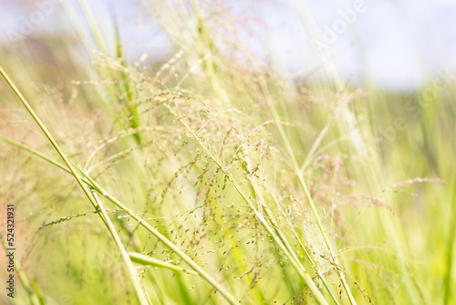 Panicum Maximum photo