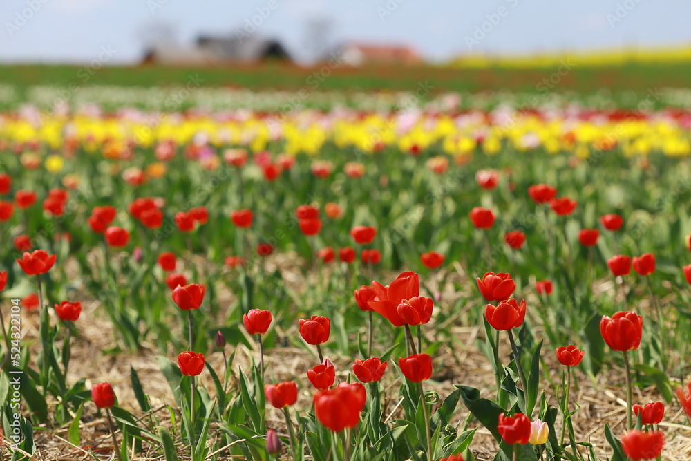 Red tulip breeding in the countryside; tulip field in sunny summer day Red tulip breeding in the countryside; tulip field in sunny summer day