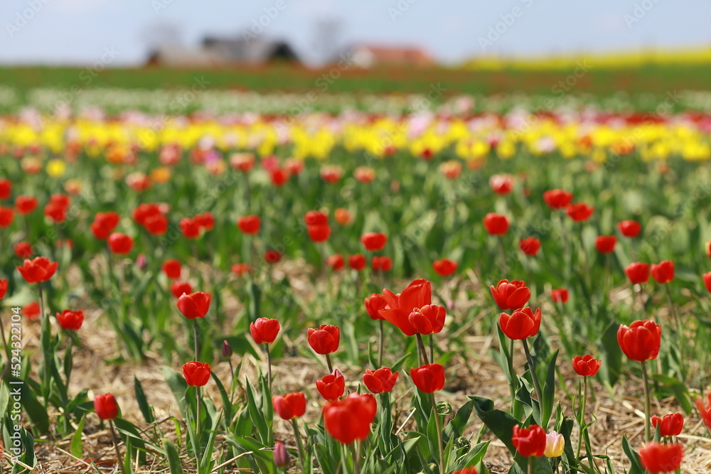 Red tulip breeding in the countryside; tulip field in sunny summer day