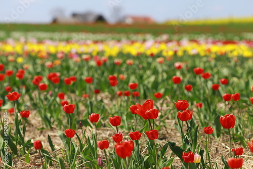 Red tulip breeding in the countryside  tulip field in sunny summer day