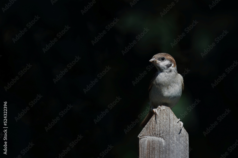 Feldsperling / Eurasian tree sparrow / Passer montanus Feldsperling / Eurasian tree sparrow / Passer montanus