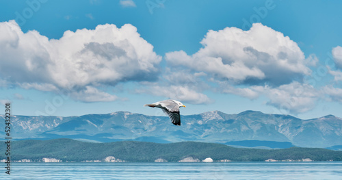 Gull flying over background of beautiful scenery. Scenic clouds, mountains, green island and water photo