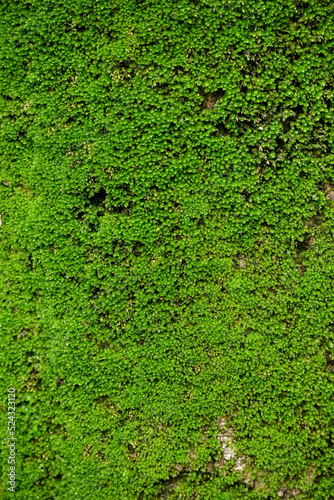 closeup the small green fungus growing on the tree soft focus natural green brown background.