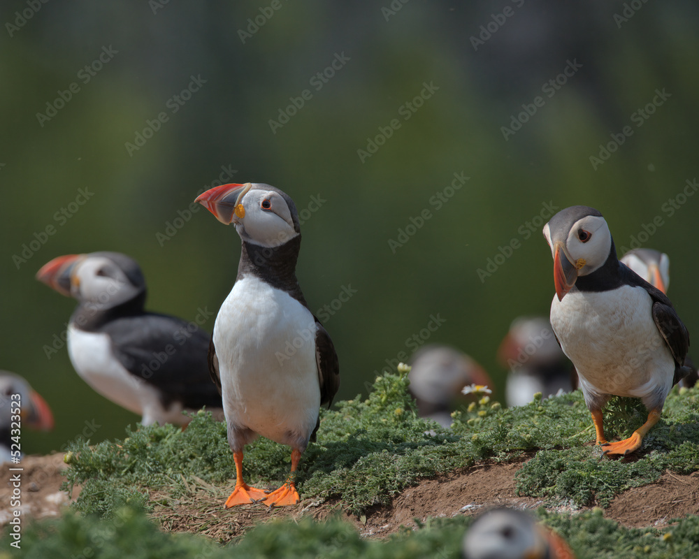 Atlantic puffins on the cliffs on Skomer island.