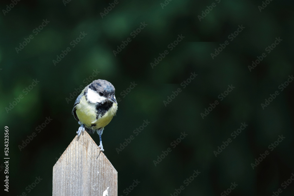 Obraz premium Kohlmeise / Great tit / Parus major.