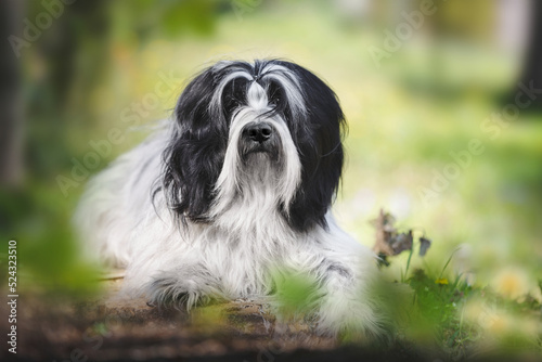 Portrait of a beautiful Tibetan terrier male dog lying on a tree trunk in forest on summer sunny day. Animal themes, selective focus, copy space