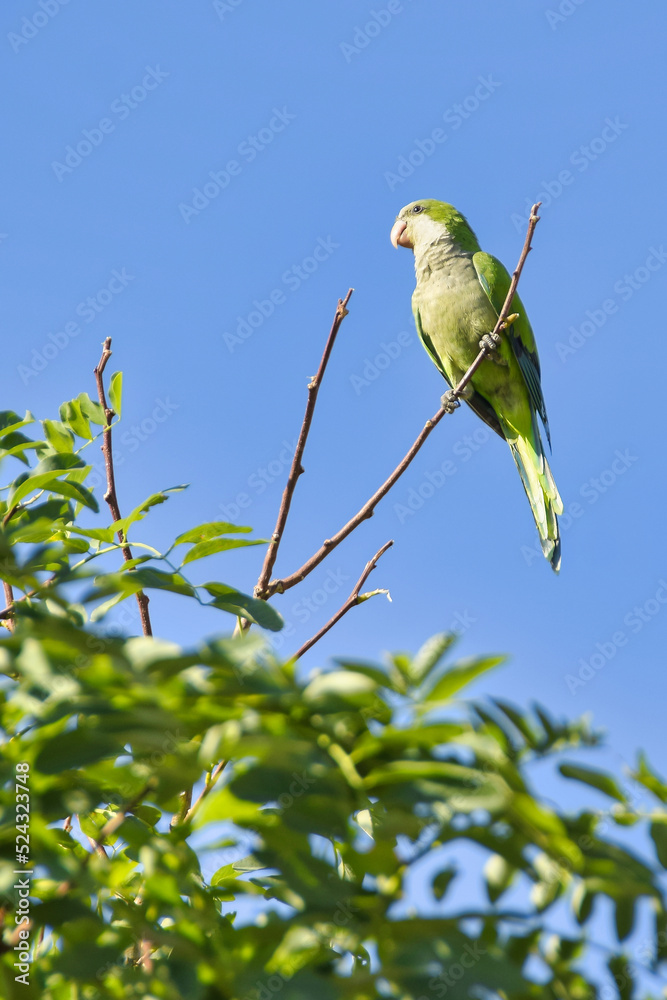 Cotorra argentina posada en la rama