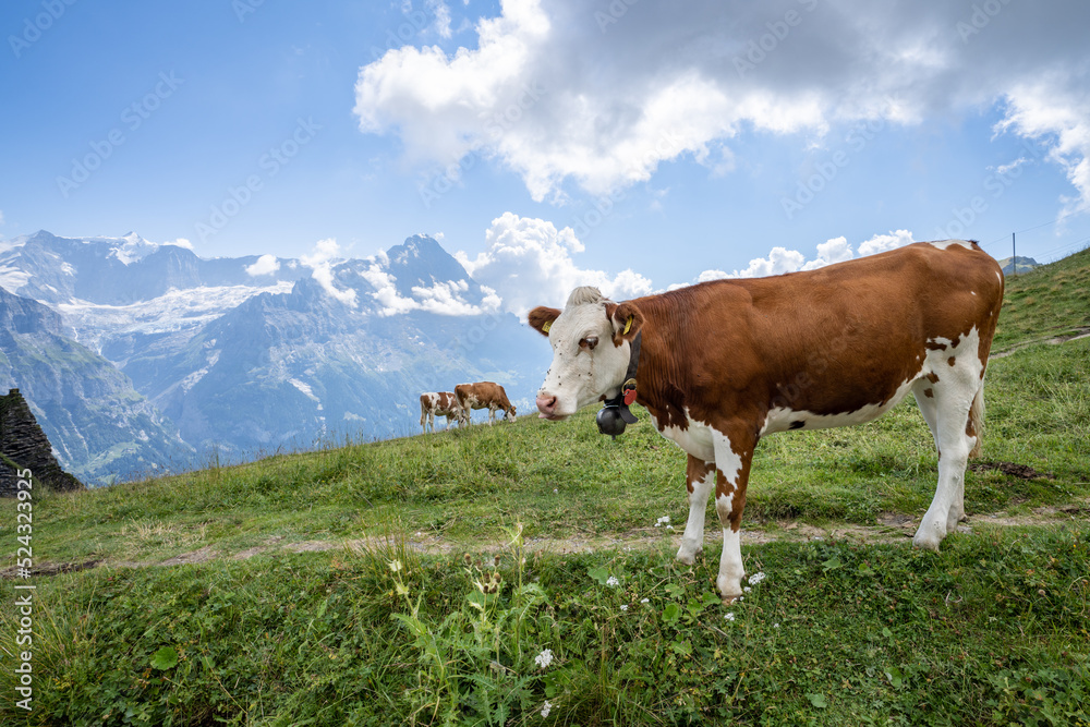 Cows on the pasture near Grindelwald, Switzerland	