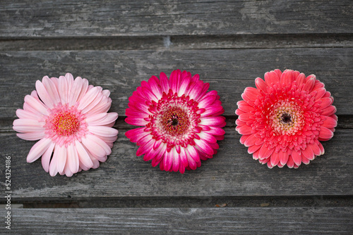 Composition of three pink beautiful flowers on wood