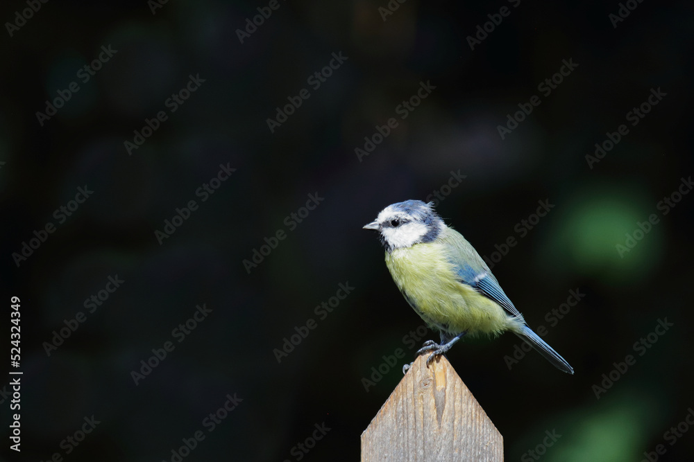 Fototapeta premium Blaumeise / Eurasian blue tit / Cyanistes caeruleus