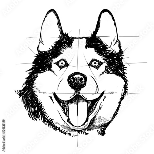 siberian husky