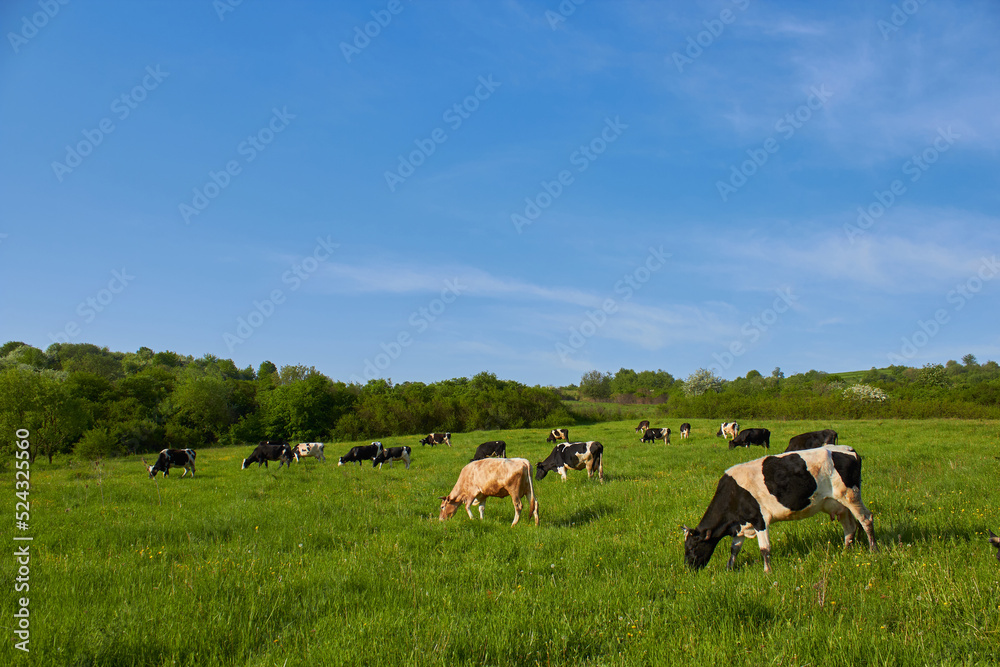 Fototapeta premium cows on a green pasture,a herd of cows graze on an ecologically clean field, the landscape of a cow on a field