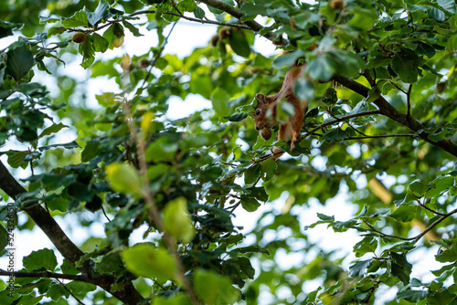 squirrel in tree looking for food (hazelnuts)