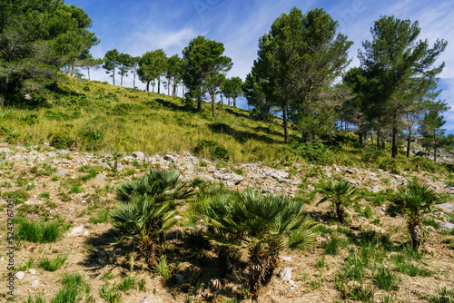 Chamaerops humilis, llamado palmito o palmitera ,Comellar de Ses Sinies, Calvia,sierra de Tramuntana,Mallorca,Spain