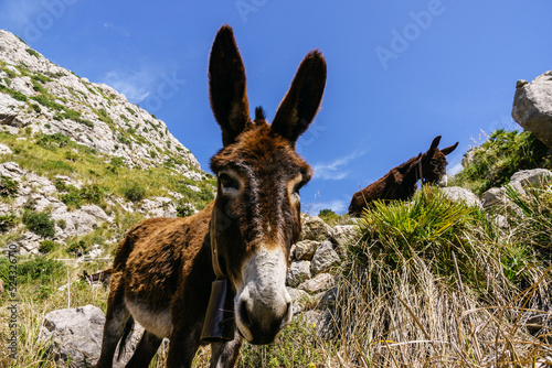 brigada de burros limpiando el sendero GR221, zona de Galatzo,Calvia,Mallorca, islas baleares, Spain photo