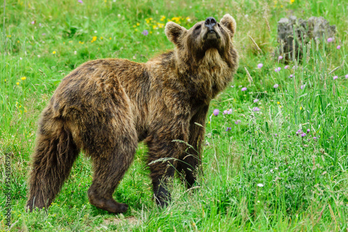 oso pardo europeo (Ursus arctos arctos), Les Angles, pirineos catalanes, comarca de Capcir, Francia photo