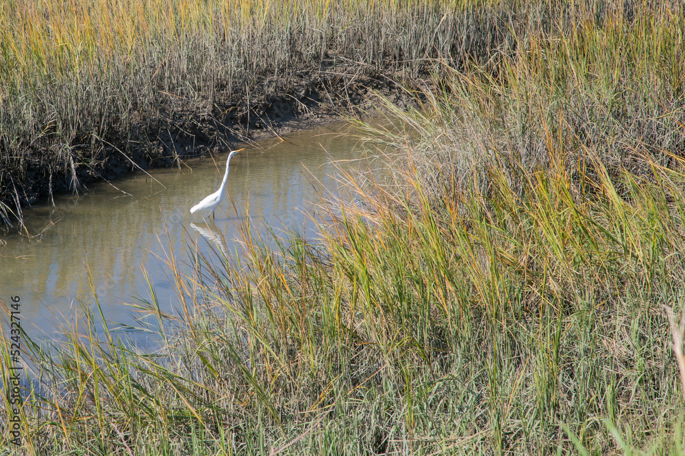 egret in marsh egret in marsh