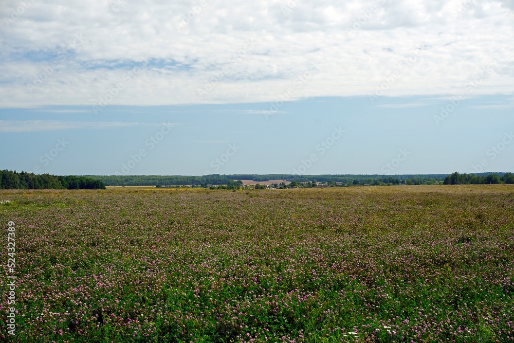 Rural view Hot summer day in August. Flowering field of red clover. Open spaces. Horizon