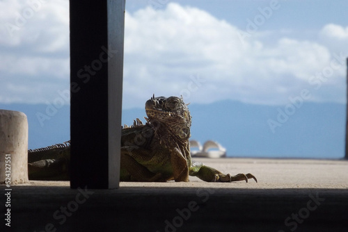 green iguana with the head on the left  side,  behind a black leg chair and shady ground in front and mountains,sky and clouds of background photo