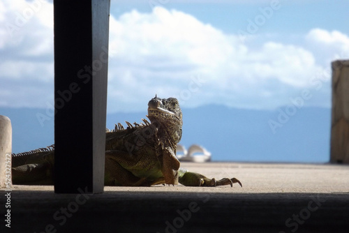 Εκτύπωση καμβά green iguana with the head on the left  side behind a black leg chair and shady
