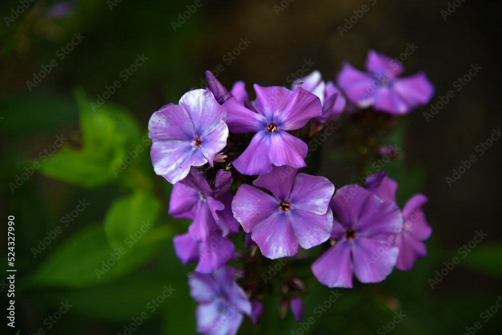 Blue and white flowers of phlox paniculata with bokeh from the summer garden close-up. Small blue phlox flowers.